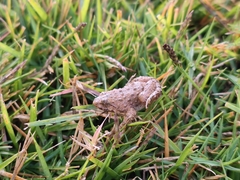 Occidozyga martensii