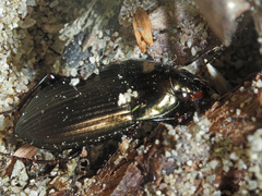 Amara eurynota