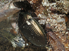 Amara eurynota