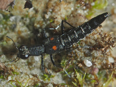 Stenus longipes