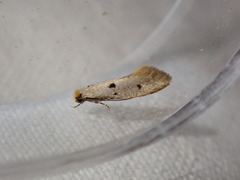Tinea trinotella