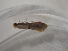 Tinea trinotella