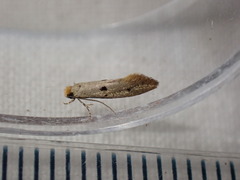 Tinea trinotella