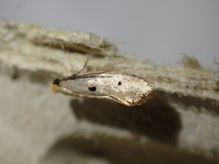 Tinea trinotella