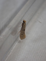 Tinea trinotella