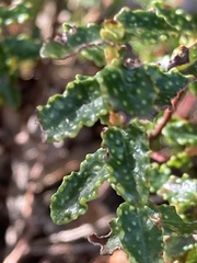Hypericum balearicum