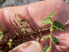 Hypericum balearicum