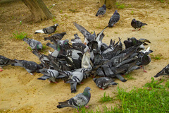Columba livia