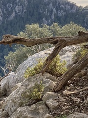 Hypericum balearicum