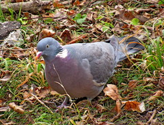Columba palumbus