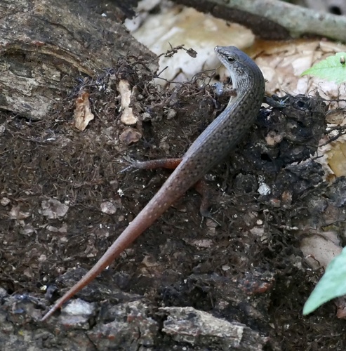 Togo Lidless Skink, Panaspis togoensis