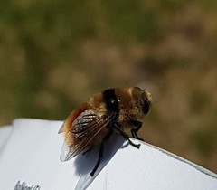 Cephenemyia stimulator