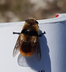 Cephenemyia stimulator