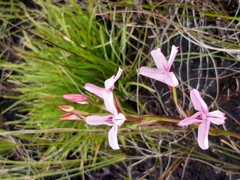 Disa gladioliflora gladioliflora