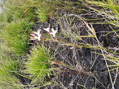 Disa gladioliflora gladioliflora