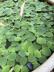 Pistia