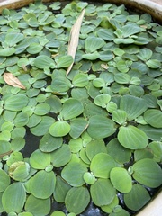 Pistia