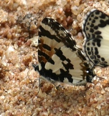 Uranothauma falkensteinii