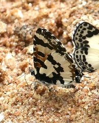 Uranothauma falkensteinii