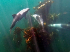 Cephalorhynchus heavisidii