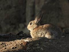 Oryctolagus cuniculus