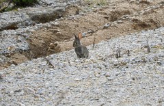 Oryctolagus cuniculus