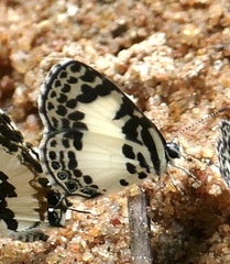 Tuxentius carana