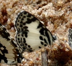 Tuxentius carana