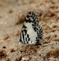 Tuxentius carana