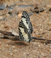 Tuxentius carana