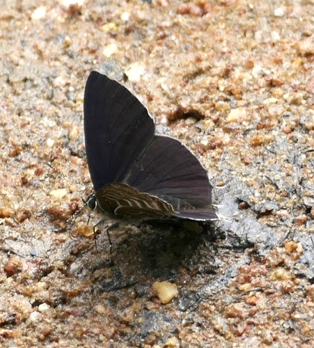 Forest Hairtail