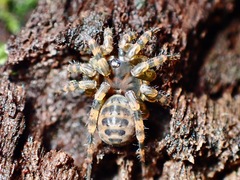 Liphistius murphyorum