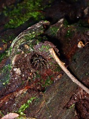 Liphistius murphyorum
