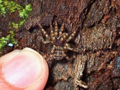 Liphistius murphyorum