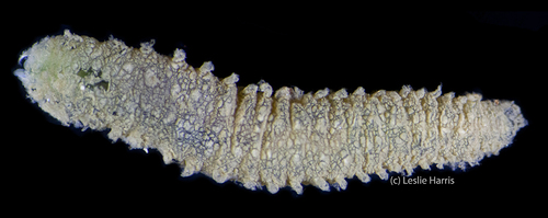 Representative image of Flabelligera