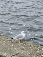 Chroicocephalus ridibundus