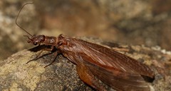 Taeniochauliodes