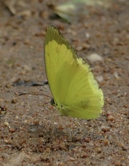 Eurema senegalensis