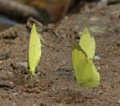 Eurema senegalensis