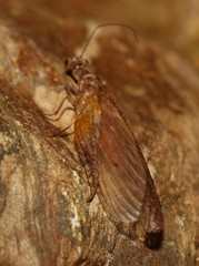 Taeniochauliodes
