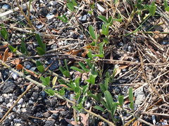 Lespedeza daurica