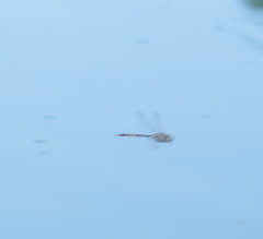 Adversaeschna brevistyla