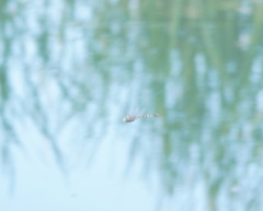 Adversaeschna brevistyla