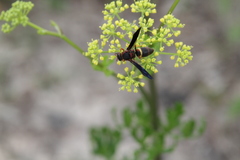 Euodynerus crypticus