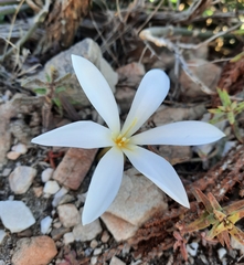Apodolirion macowanii