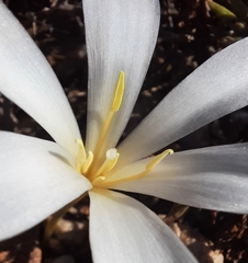 Apodolirion macowanii