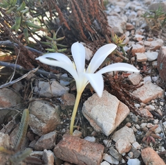 Apodolirion macowanii