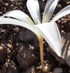 Apodolirion macowanii