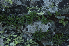 Campanula tridentata biebersteiniana