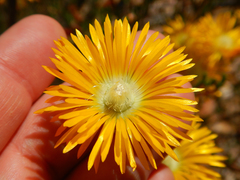 Drosanthemum bicolor